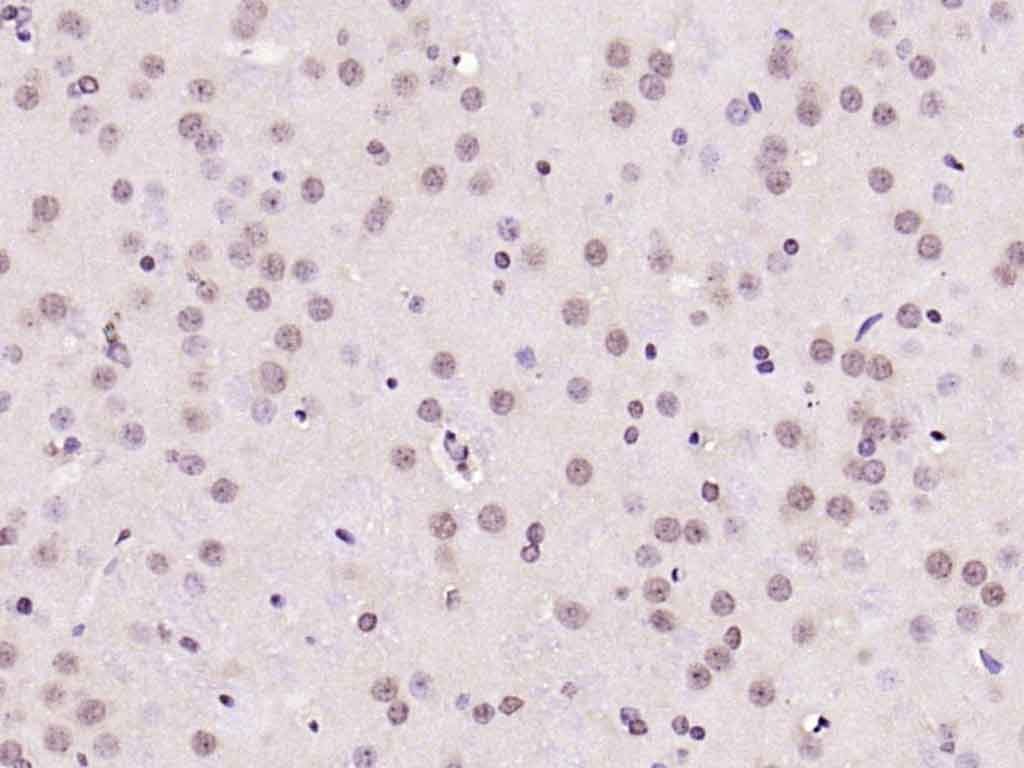 Anti-NeuN Polyclonal Antibody 2