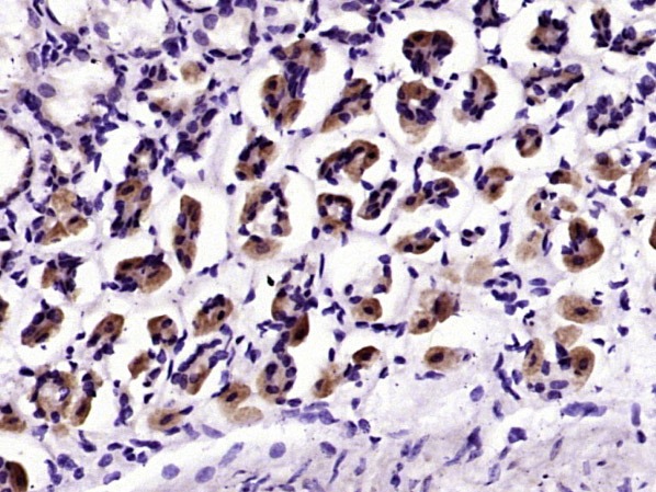 Anti-MUC5AC Polyclonal Antibody