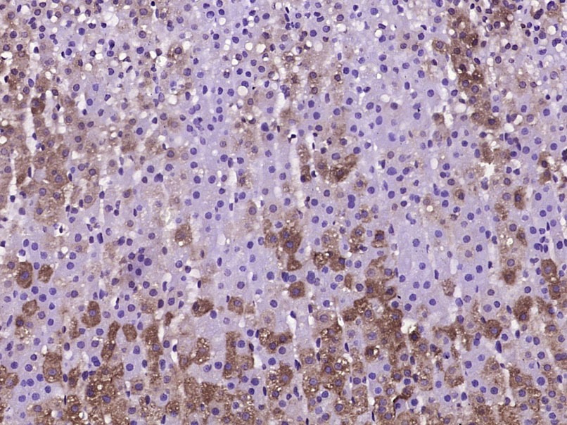 Anti-Neuropeptide Y Polyclonal Antibody