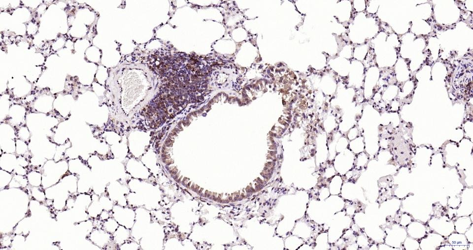 Anti-NFE2L2 Polyclonal Antibody