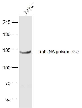 Anti-mtRNA polymerase Polyclonal Antibody