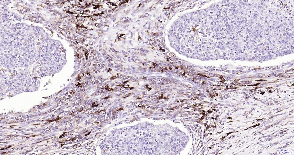 Anti-NFE2L2 Polyclonal Antibody