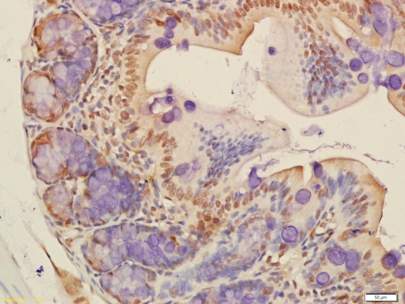 Anti-IKBKA Polyclonal Antibody