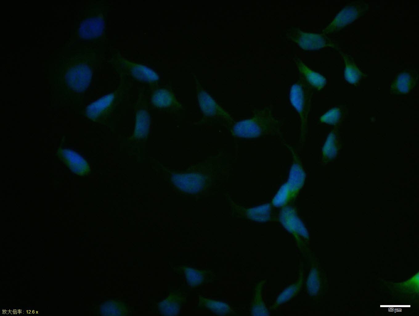 Anti-NRF1 Polyclonal Antibody