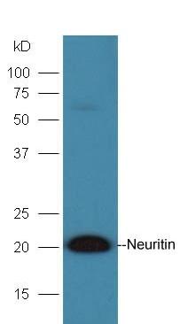 Anti-NRN1 Polyclonal Antibody