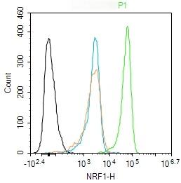 Anti-NRF1 Polyclonal Antibody