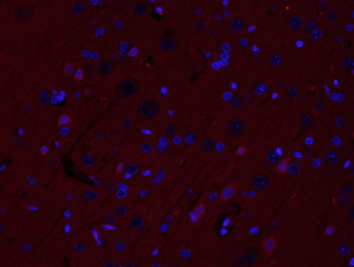 Anti-NRROS Polyclonal Antibody