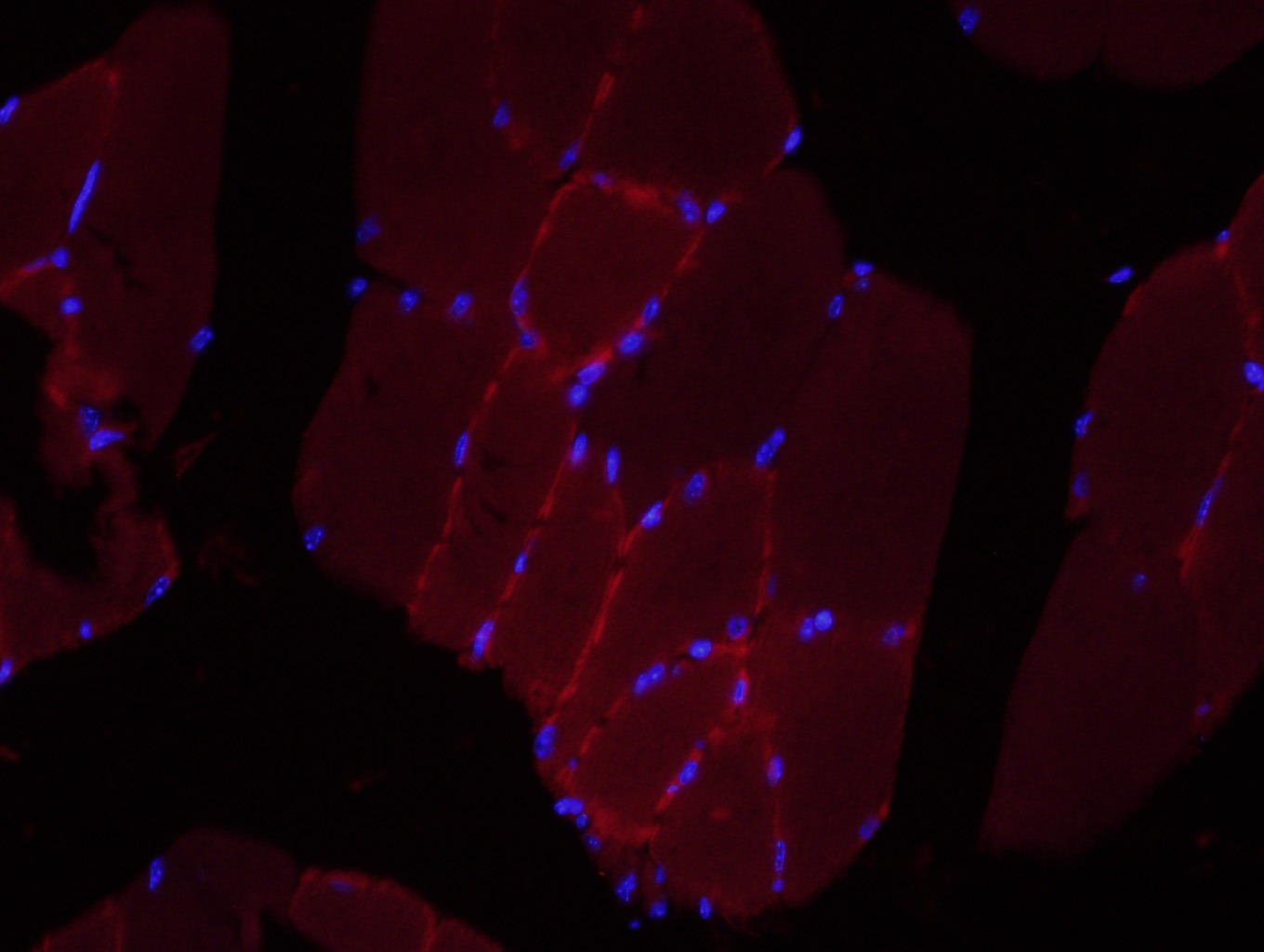 Anti-NRROS Polyclonal Antibody