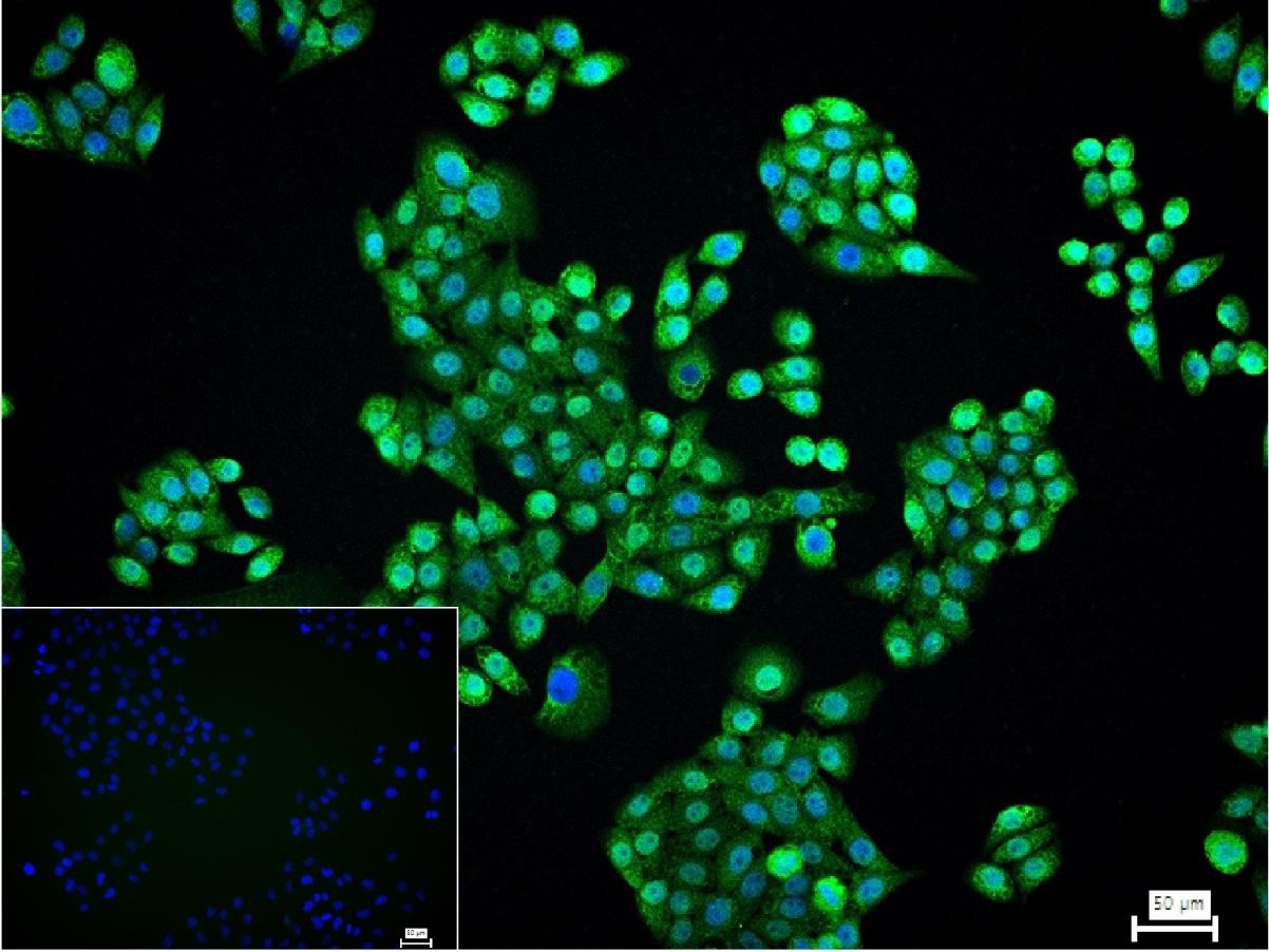 Anti-NUMA1 Antibody (6H53)