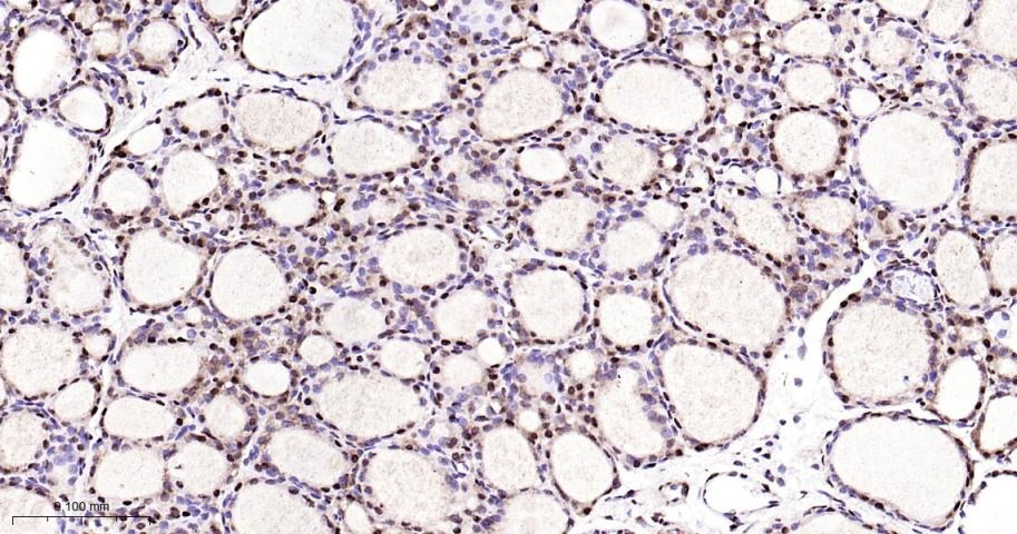 Anti-NUMA1 Antibody (6H53)