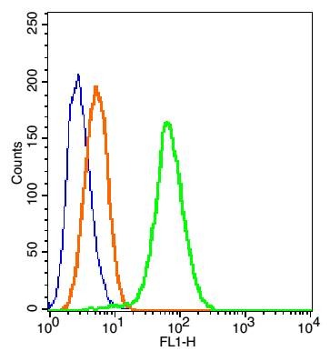 Anti-OCLN Polyclonal Antibody