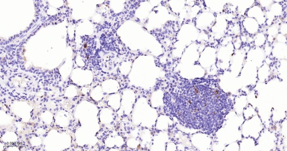 Anti-MMP-9 Antibody (3R987)