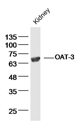 Anti-OAT-3 Polyclonal Antibody