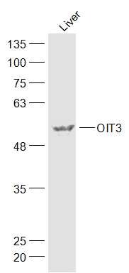 Anti-OIT3 Polyclonal Antibody