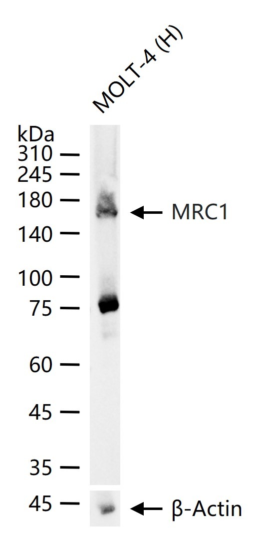 Anti-MRC1 Polyclonal Antibody 2