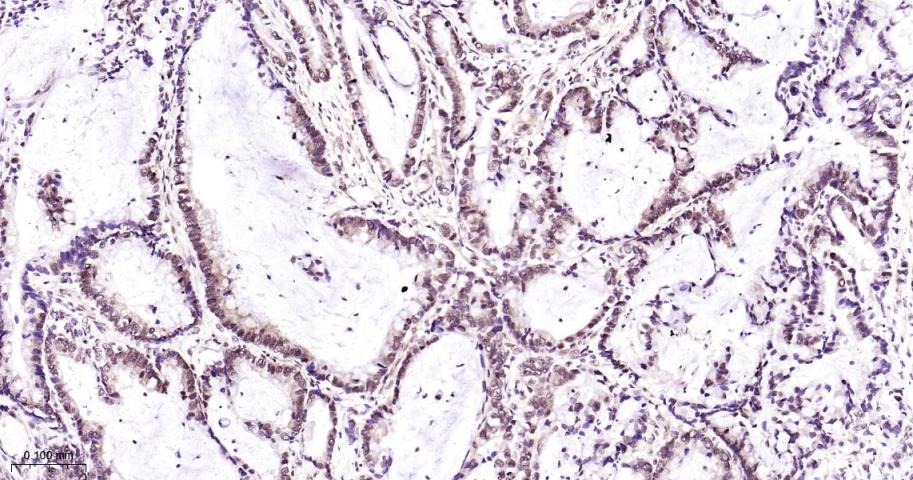 Anti-NUMA1 Antibody (6H53)