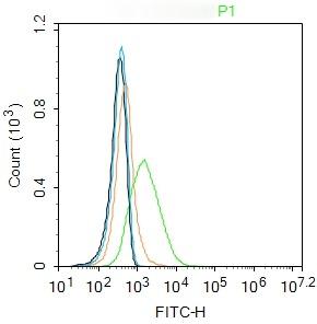 Anti-OCLN Polyclonal Antibody