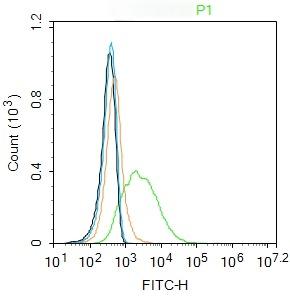 Anti-OCLN Polyclonal Antibody 2