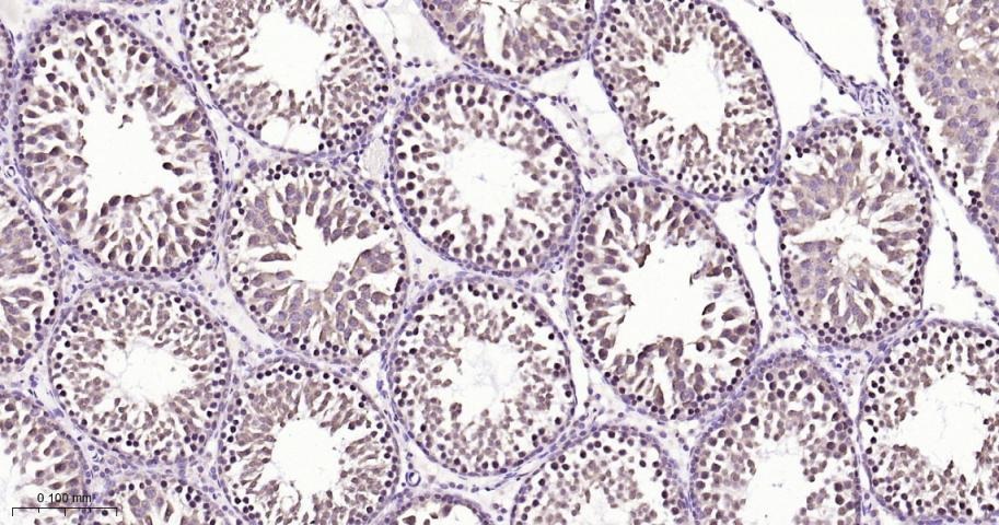 Anti-NUMA1 Antibody (6H53)