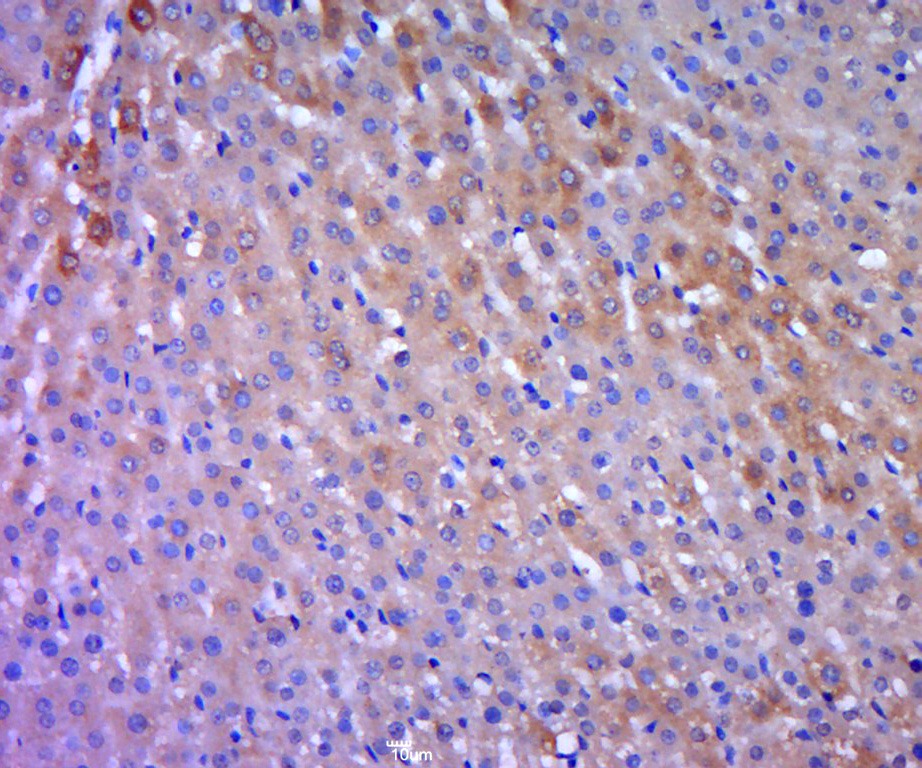 Anti-ODC1 Polyclonal Antibody