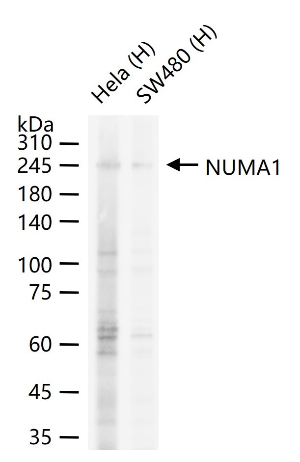 Anti-NUMA1 Antibody (6H53)