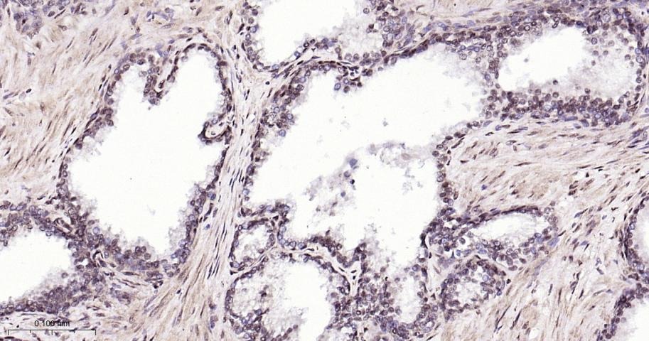 Anti-NUMA1 Antibody (6H53)