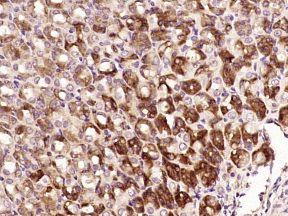 Anti-NT5DC2 Polyclonal Antibody