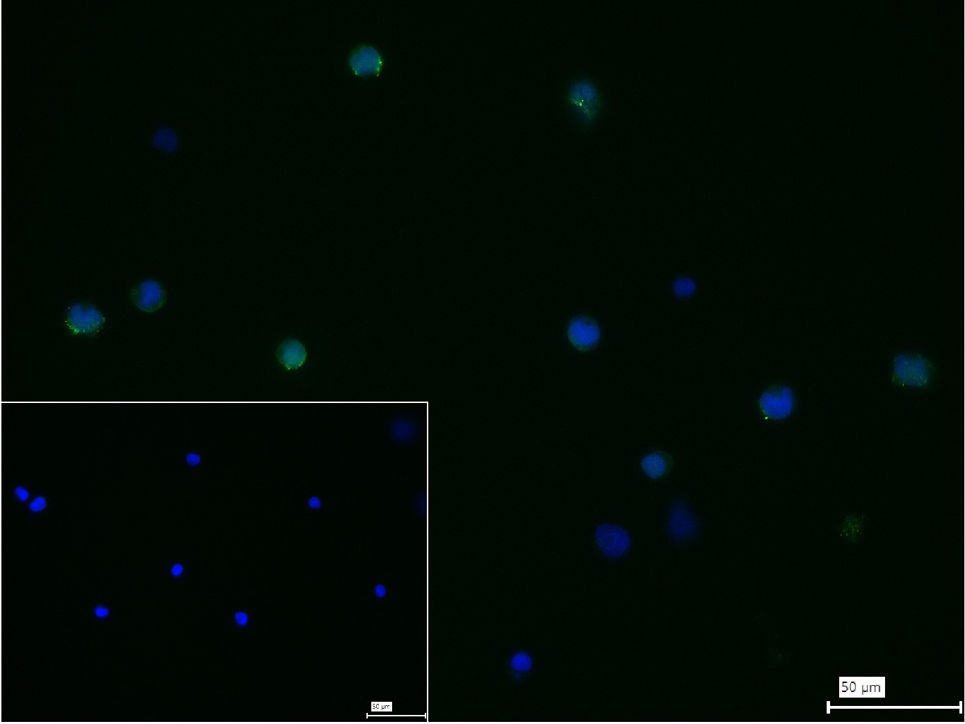 Anti-MRC1 Antibody (6S133)