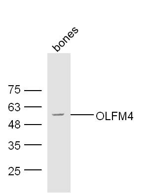 Anti-OLFM4 Polyclonal Antibody