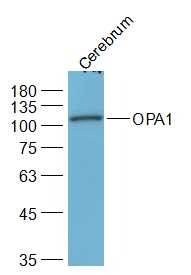 Anti-OPA1 Polyclonal Antibody