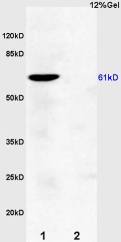 Anti-OAT-1 Polyclonal Antibody