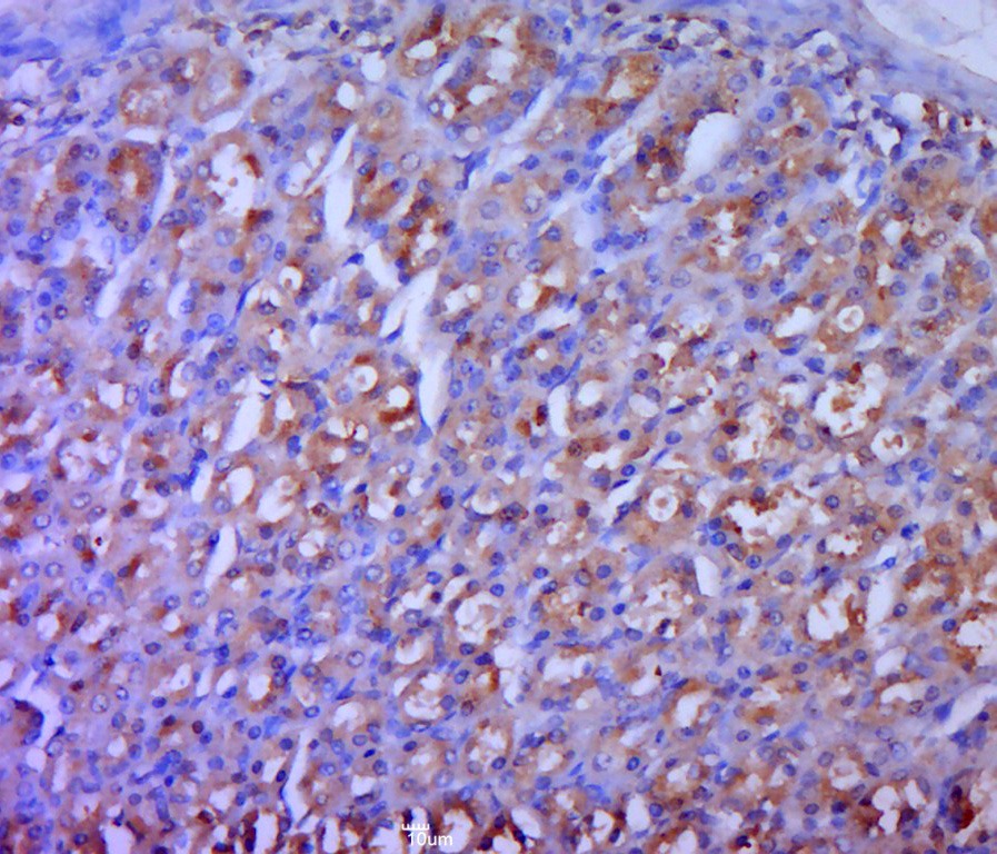 Anti-ODC1 Polyclonal Antibody