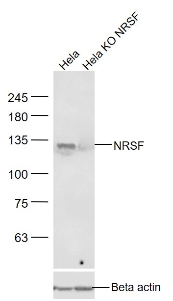 Anti-NRSF Polyclonal Antibody