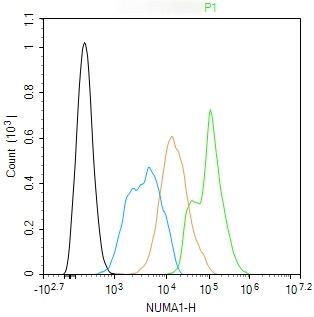 Anti-NUMA1 Antibody (6H53)