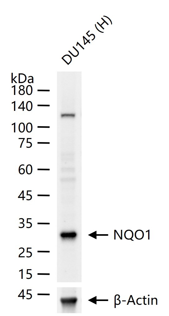 Anti-NQO1 Polyclonal Antibody