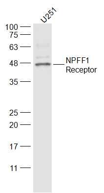 Anti-NPFFR1 Polyclonal Antibody