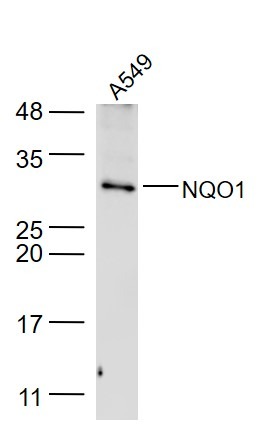 Anti-NQO1 Polyclonal Antibody