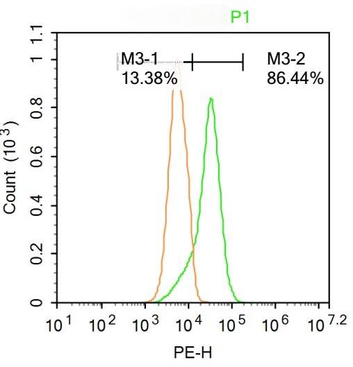 Anti-NOX4 Polyclonal Antibody
