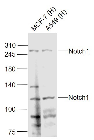 Anti-Notch 1 Polyclonal Antibody