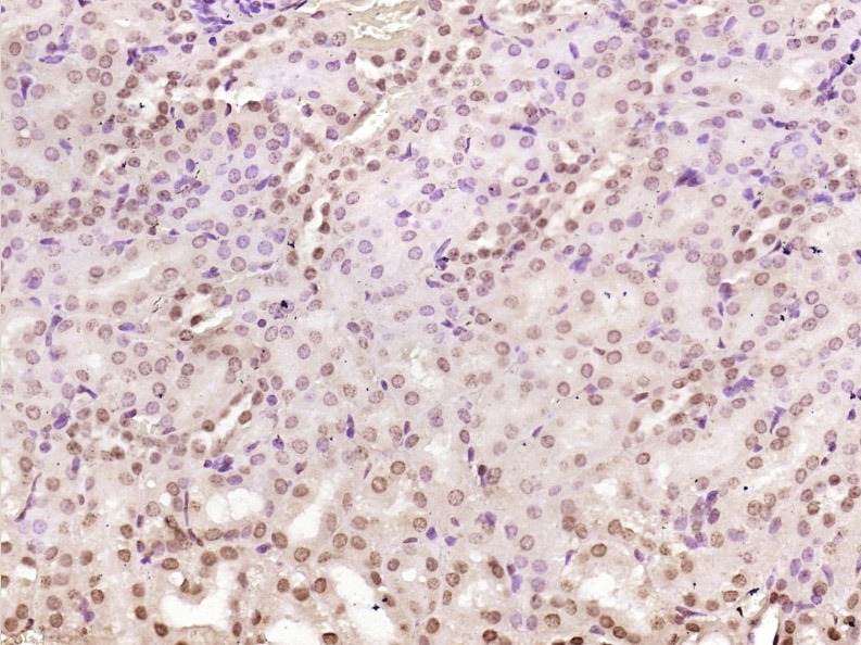 Anti-NOX4 Polyclonal Antibody
