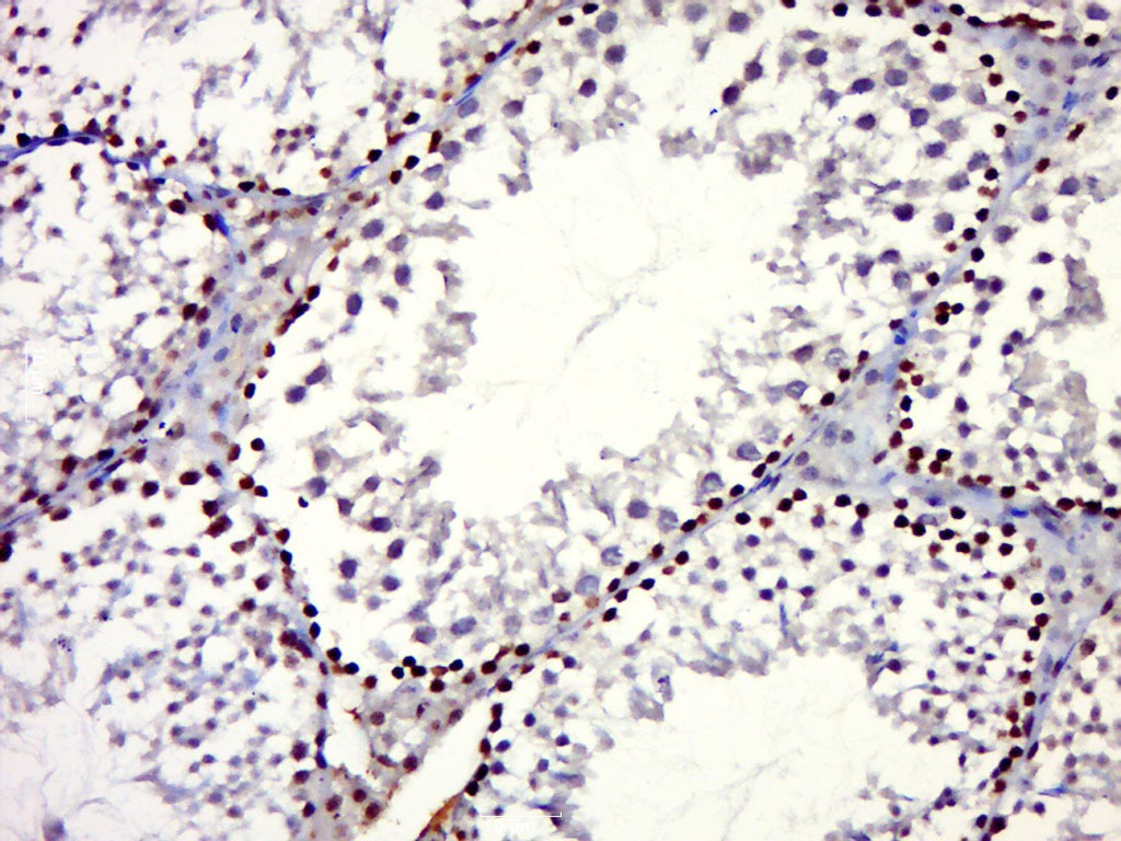 Anti-nNOS Polyclonal Antibody