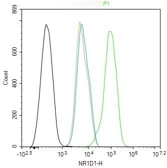 Anti-NR1D1 Polyclonal Antibody