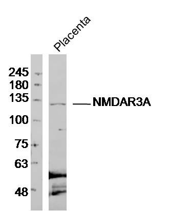 Anti-NMDAR3A Polyclonal Antibody