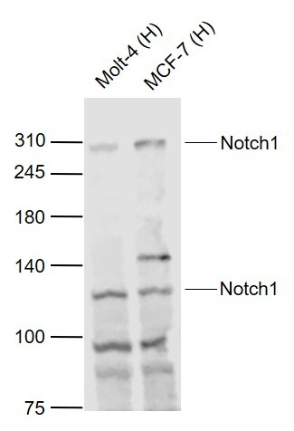 Anti-Notch 1 Polyclonal Antibody