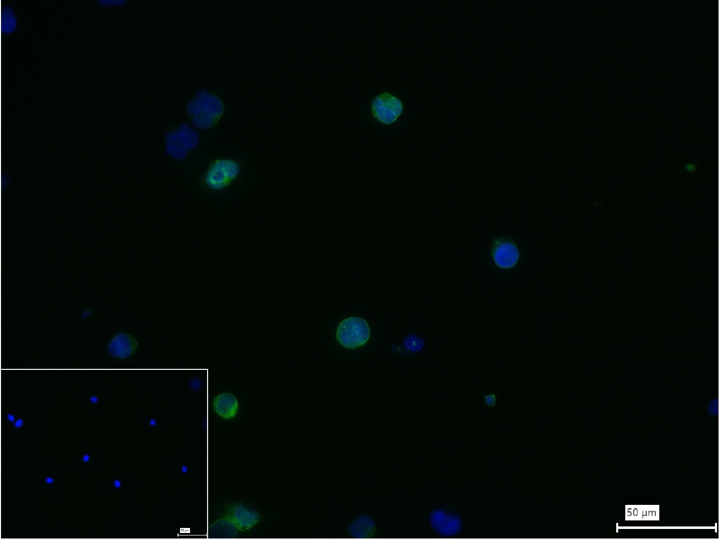 Anti-MRC1 Antibody (6P560)