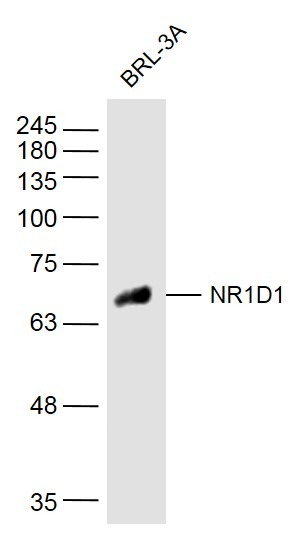 Anti-NR1D1 Polyclonal Antibody