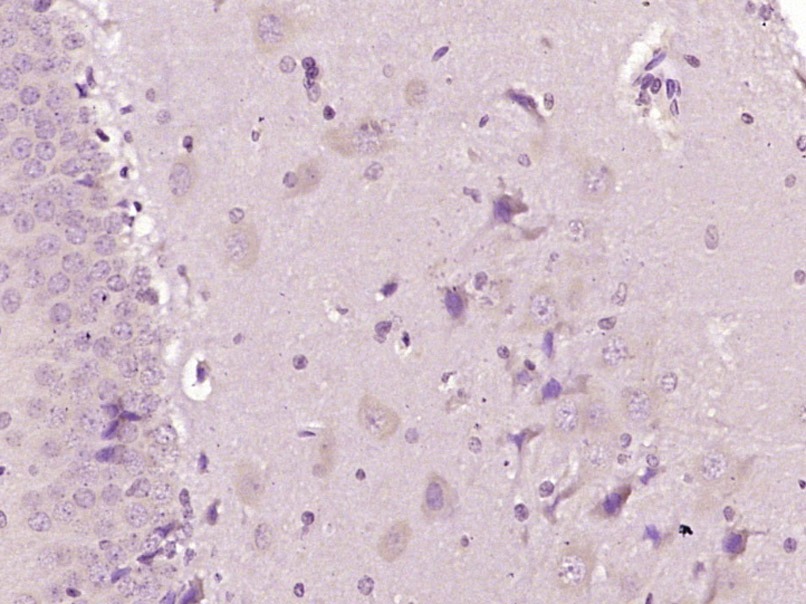 Anti-NPFFR1 Polyclonal Antibody