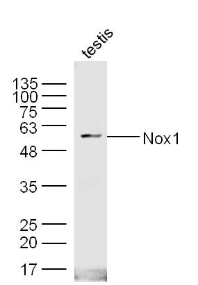 Anti-NOX1 Polyclonal Antibody