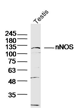 Anti-nNOS Polyclonal Antibody