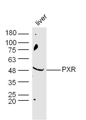 Anti-NR1I2 Polyclonal Antibody